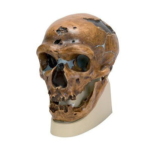 3B Scientific Homo neanderthalensis Skull (La Chapelle-aux-Saints 1), Replica