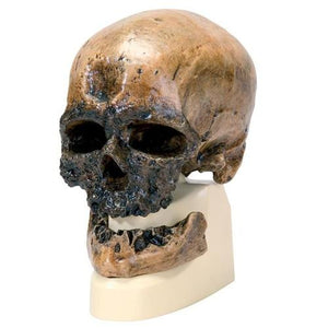 3B Scientific Homo sapiens Skull (Crô-Magnon), Replica