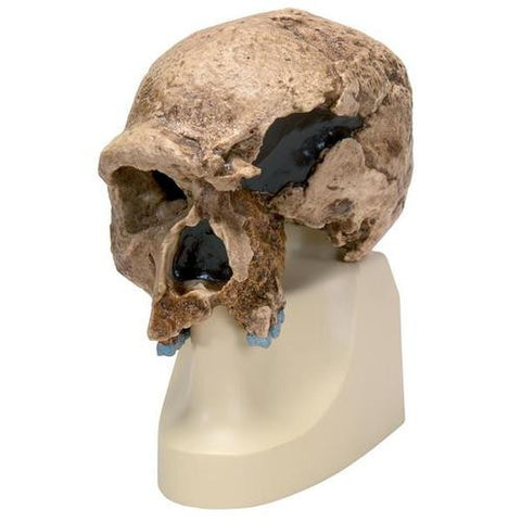 Image of 3B Scientific Homo steinheimnensis Skull (Berkhemer, 1936), Replica
