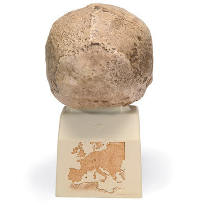 Image of 3B Scientific Homo steinheimnensis Skull (Berkhemer, 1936), Replica