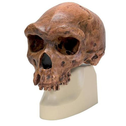 Image of 3B Scientific Homo rhodesiensis Skull (Broken Hill; Woodward, 1921), Replica