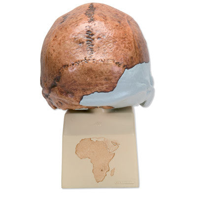 Image of 3B Scientific Homo rhodesiensis Skull (Broken Hill; Woodward, 1921), Replica
