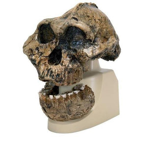 3B Scientific Australopithecus Boisei Skull (KNM-ER 406 + Omo L7A-125), Replica