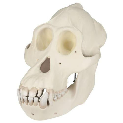 3B Scientific Orangutan Skull (