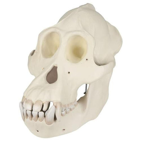 Image of 3B Scientific Orangutan Skull (