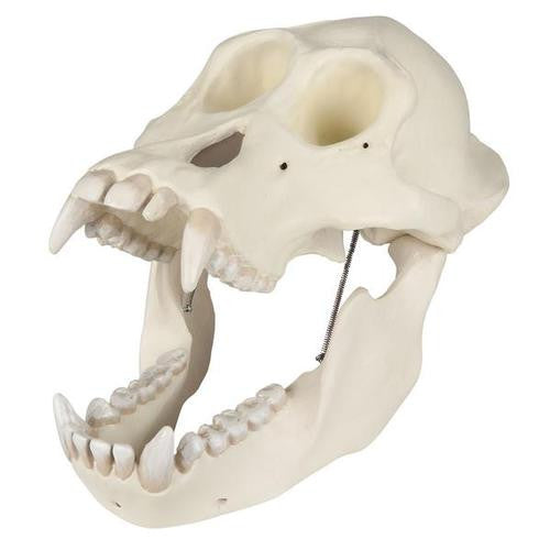 3B Scientific Orangutan Skull (