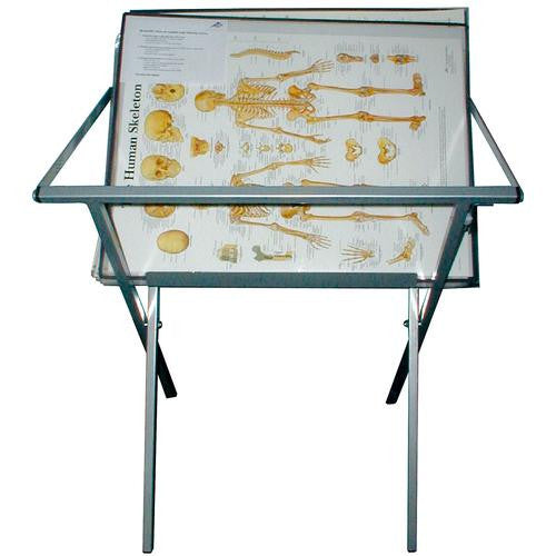 3B Scientific Practical Chart Display Stand