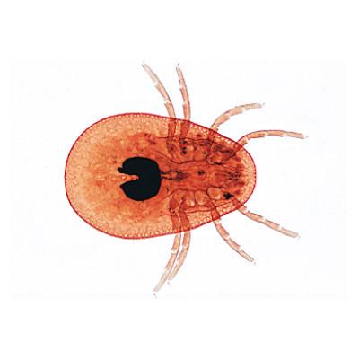 3B Scientific Arachnoidea and Myriapoda - French