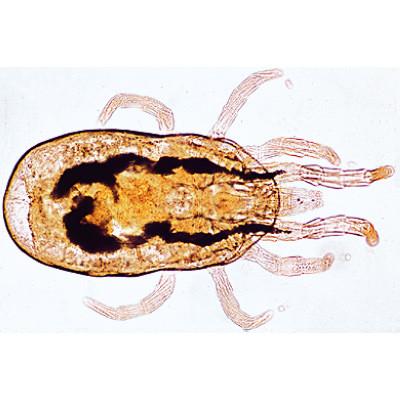 3B Scientific Arachnoidea and Myriapoda - Spanish