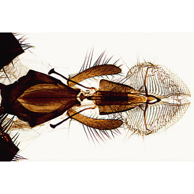 Image of 3B Scientific Insect (Insecta) - French