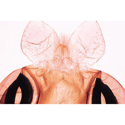 Image of 3B Scientific Insect (Insecta) - French