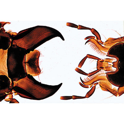 Image of 3B Scientific Insect (Insecta) - Portugiesisch