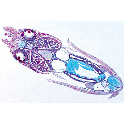 Image of 3B Scientific Mollusca - French