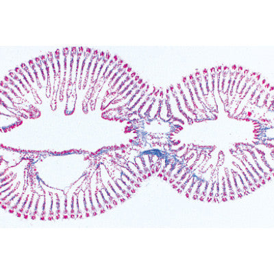 Image of 3B Scientific Mollusca - French