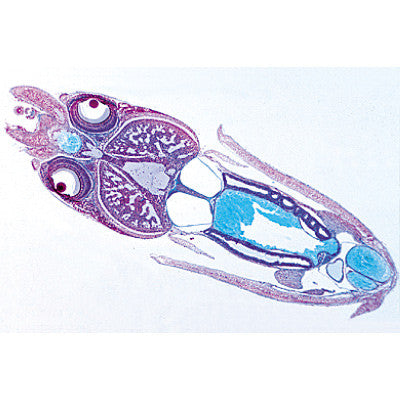 Image of 3B Scientific Mollusca - Spanish