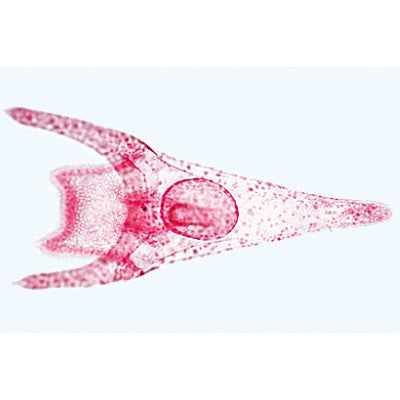 3B Scientific Echinodermata, Bryozoa and Brachiopoda - Spanish