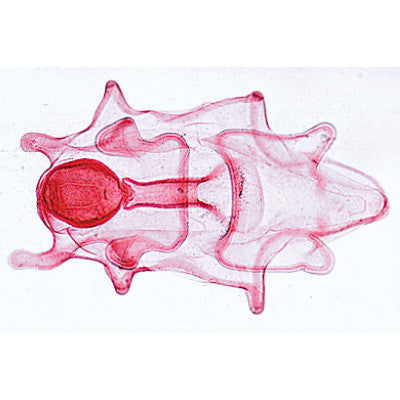 3B Scientific Echinodermata, Bryozoa and Brachiopoda - Spanish