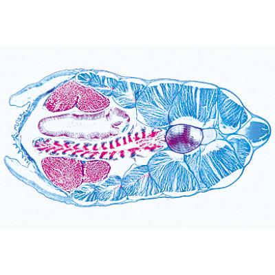 Image of 3B Scientific Cephalochordata (Acrania) - French