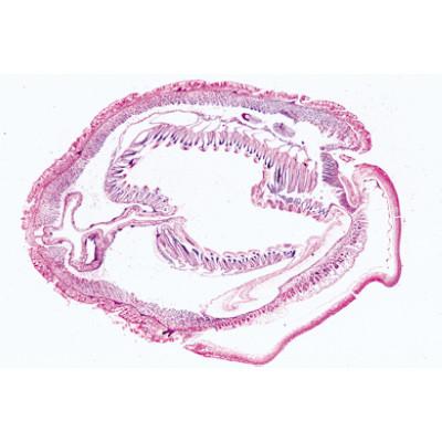 Image of 3B Scientific Cephalochordata (Acrania) - French