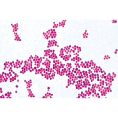 Image of 3B Scientific Bacteria, Basic Set - French