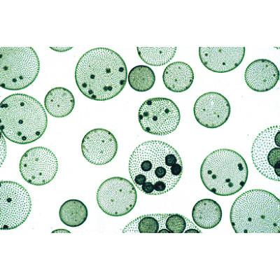 3B Scientific Algae - French