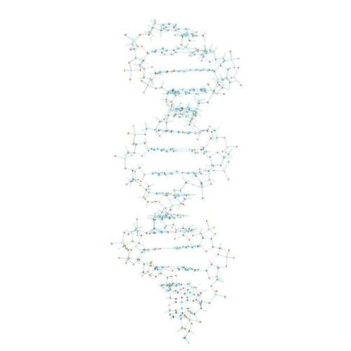 3B Scientific DNA Model