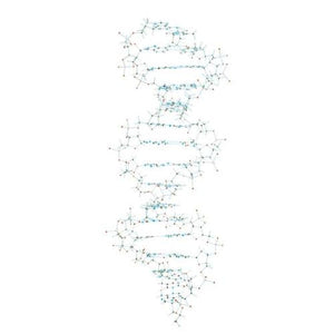 3B Scientific DNA Model
