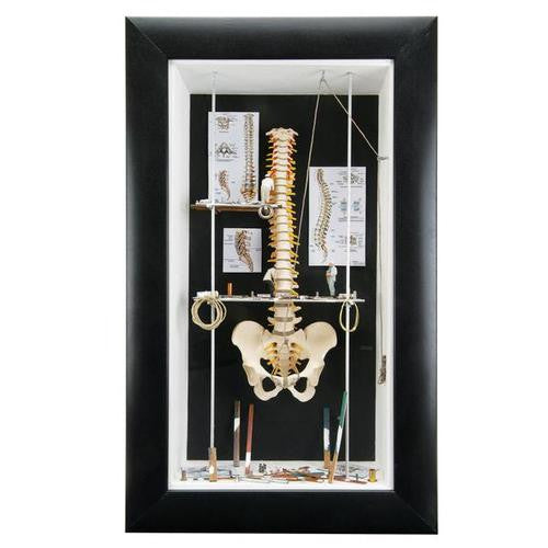 3B Scientific Medium wall display "Spine"