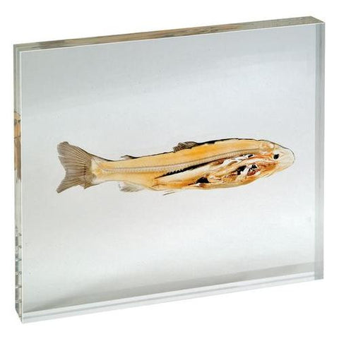 Image of 3B Scientific Plastinated slices - fish