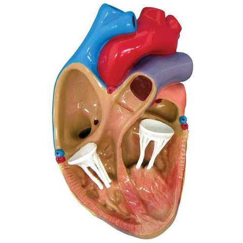 Image of 3B Scientific 3-Mini Heart Model Set