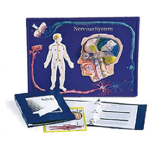 3B Scientific Nervous System Model Activity Set