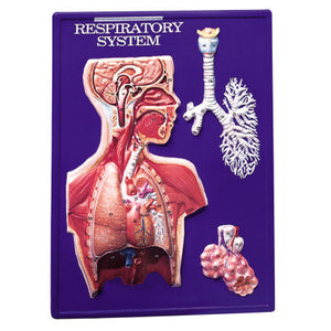 3B Scientific Respiratory System Model Activity Set