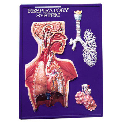 Image of 3B Scientific Respiratory System Model Activity Set