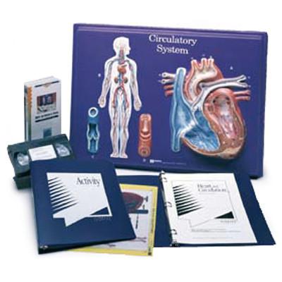 3B Scientific Circulatory System Model Activity Set