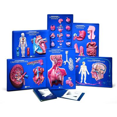 Image of 3B Scientific Circulatory System Model Activity Set
