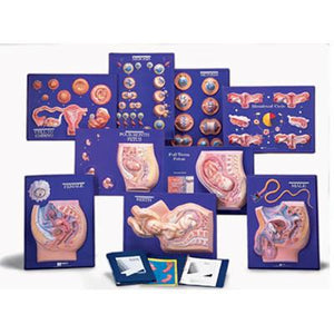 3B Scientific 9 Model Activity Sets of the Human Reproductive System