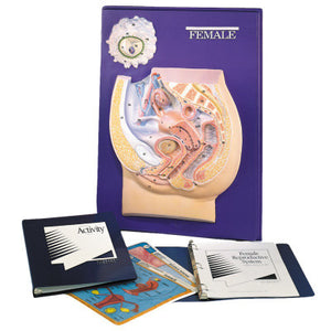 3B Scientific Female Reproductive System Model Activity Set