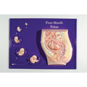 3B Scientific Four-Month Fetus Model Activity Set