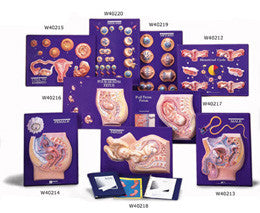 3B Scientific Full-Term Fetus Model Activity Set