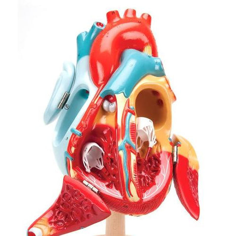 Image of 3B Scientific Heart of America™, 2 times life size