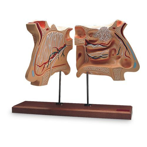 3B Scientific Nose and Olfactory Organ Model, 4 times full-size