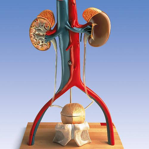 3B Scientific Free-Standing Urinary System, male