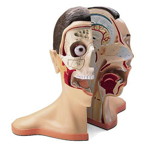 3B Scientific Head and Neck, 5 part