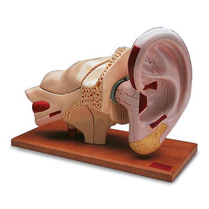 3B Scientific Ear Model, 5 times full-size, 8 part