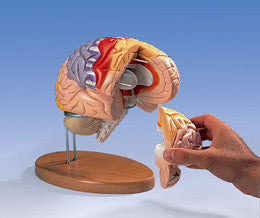 3B Scientific Neuro-Anatomical Brain, 4 part - German