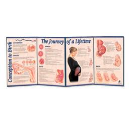 3B Scientific Conception to Birth - The Journey of a Lifetime Folding Display