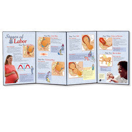3B Scientific Stages of Labor Folding Display