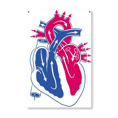 3B Scientific Giant Heart Activity Banner